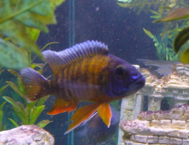 freshwater fish - aulonocara rubescens - ruby red peacock stocking in 110 gallons tank - Superman freshwater fish - aulonocara rubescens - ruby red peacock stocking in 110 gallons tank - Superman