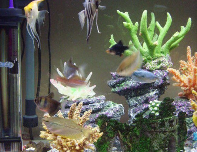 freshwater fish - trichogaster leeri - pearl gourami stocking in 23 gallons tank - my fish freshwater fish - trichogaster leeri - pearl gourami stocking in 23 gallons tank - my fish