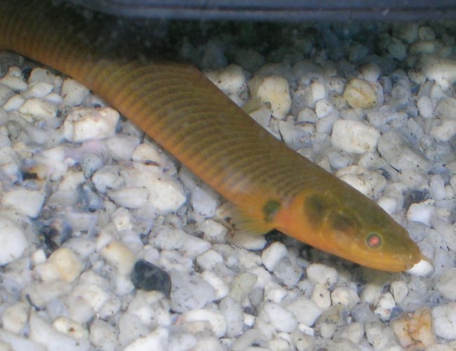 freshwater fish - erpetoichthys calabaricus - rope fish stocking in 150 gallons tank - R.I.P 22cm size eel freshwater fish - erpetoichthys calabaricus - rope fish stocking in 150 gallons tank - R.I.P 22cm size eel