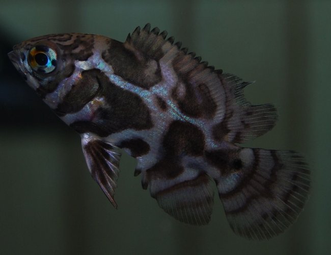 freshwater fish - astronotus ocellatus - leopard oscar stocking in 90 gallons tank - my 3/4 inch leopard oscar freshwater fish - astronotus ocellatus - leopard oscar stocking in 90 gallons tank - my 3/4 inch leopard oscar