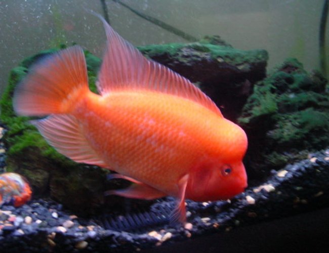 freshwater fish - amphilophus labiatus - red devil stocking in 110 gallons tank - this is my 6 month old red devil. he grew up in 30 gallons freshwater fish - amphilophus labiatus - red devil stocking in 110 gallons tank - this is my 6 month old red devil. he grew up in 30 gallons