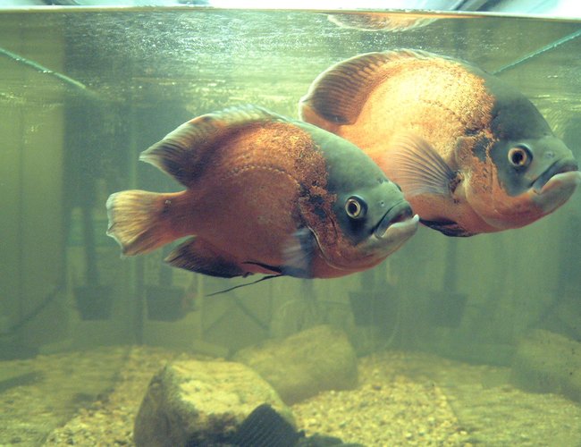 freshwater fish - astronotus ocellatus - red oscar stocking in 75 gallons tank - Red Oscars, mated pair,12" and 14". freshwater fish - astronotus ocellatus - red oscar stocking in 75 gallons tank - Red Oscars, mated pair,12" and 14".