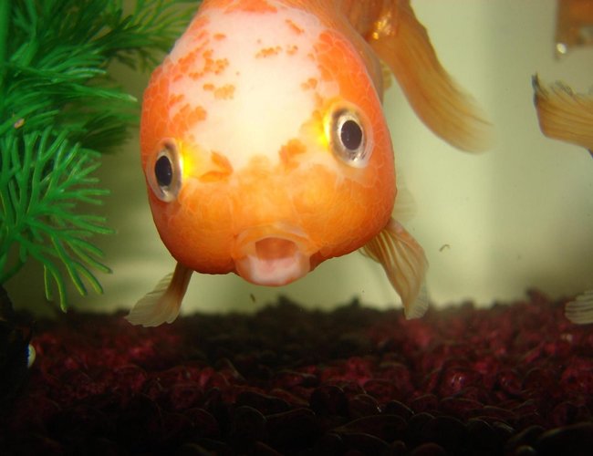 freshwater fish - carassius auratus - fancy goldfish stocking in 72 gallons tank - More of Turbo. freshwater fish - carassius auratus - fancy goldfish stocking in 72 gallons tank - More of Turbo.