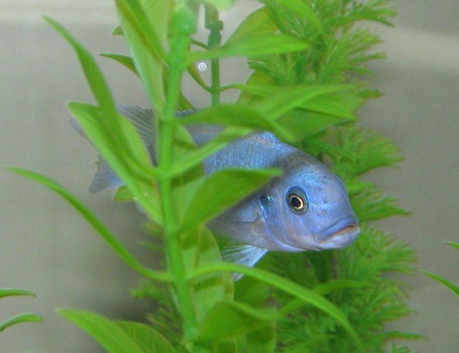freshwater fish - maylandia callainos - blue cobalt cichlid stocking in 72 gallons tank - This is slurpie another of our african cichlids. freshwater fish - maylandia callainos - blue cobalt cichlid stocking in 72 gallons tank - This is slurpie another of our african cichlids.