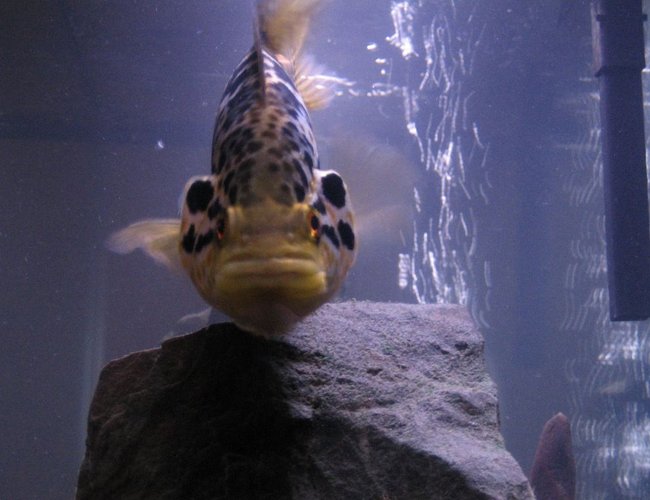 freshwater fish - nandopsis managuense - managuense cichlid stocking in 55 gallons tank - My Managuense being a little territorial freshwater fish - nandopsis managuense - managuense cichlid stocking in 55 gallons tank - My Managuense being a little territorial