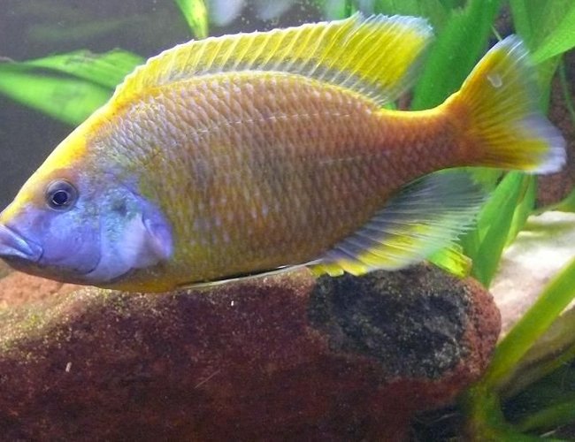 freshwater fish - nimbochromis venustus - venustus cichlid stocking in 125 gallons tank - My 8" venustus male freshwater fish - nimbochromis venustus - venustus cichlid stocking in 125 gallons tank - My 8" venustus male