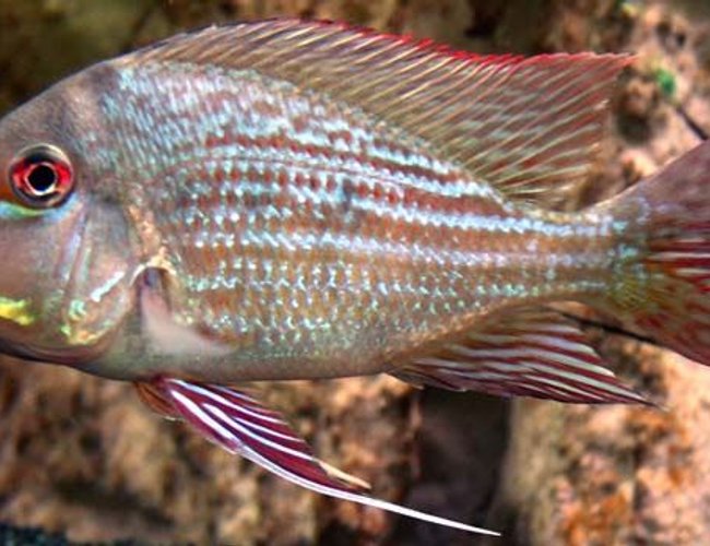 freshwater fish - satanoperca jurupari - jurupari earth eater stocking in 265 gallons tank - My big male Earth Eater looks good and can hold its own against the Oscars. freshwater fish - satanoperca jurupari - jurupari earth eater stocking in 265 gallons tank - My big male Earth Eater looks good and can hold its own against the Oscars.
