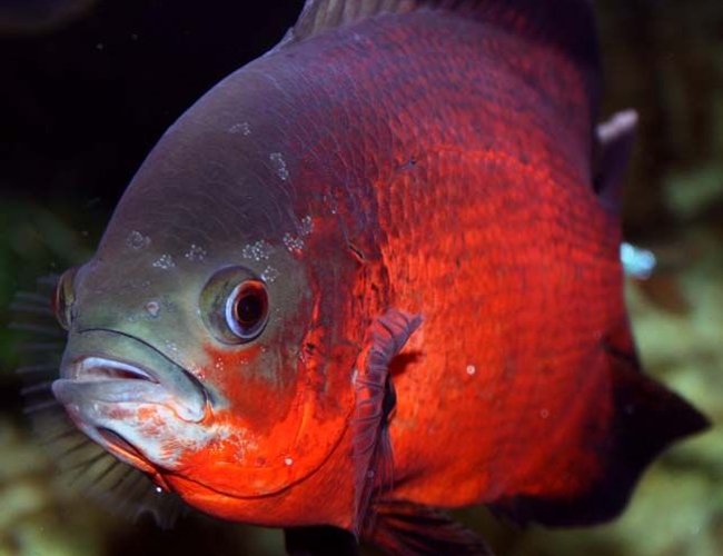 freshwater fish - astronotus ocellatus - red oscar stocking in 265 gallons tank - "Smokey" the dominant Oscar in my Aquarium freshwater fish - astronotus ocellatus - red oscar stocking in 265 gallons tank - "Smokey" the dominant Oscar in my Aquarium