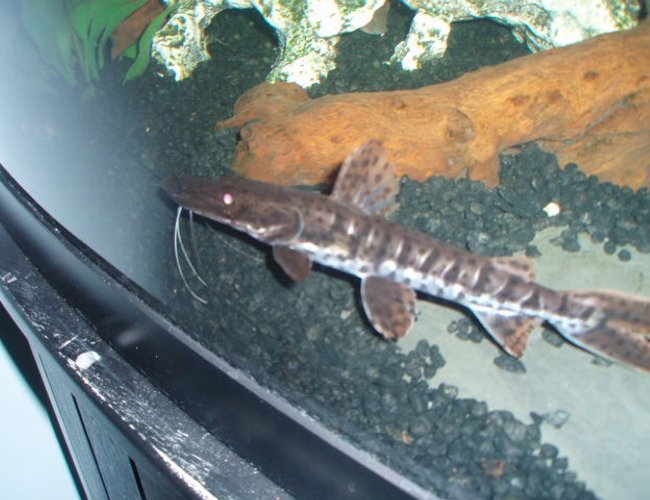 freshwater fish - pseudoplatystoma fasciatum - tiger shovelnose cat stocking in 72 gallons tank - Tiger Shovel nose catfish. A.K.A. Belly Buster freshwater fish - pseudoplatystoma fasciatum - tiger shovelnose cat stocking in 72 gallons tank - Tiger Shovel nose catfish. A.K.A. Belly Buster
