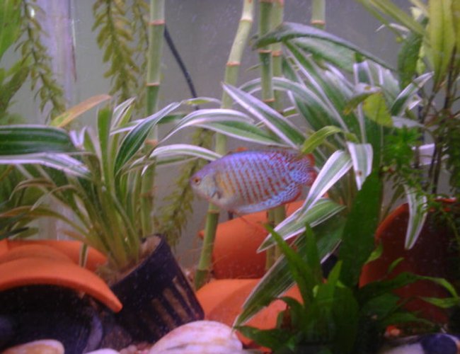 freshwater fish - colisa lalia - powder blue dwarf gourami stocking in 15 gallons tank - Gourmi freshwater fish - colisa lalia - powder blue dwarf gourami stocking in 15 gallons tank - Gourmi