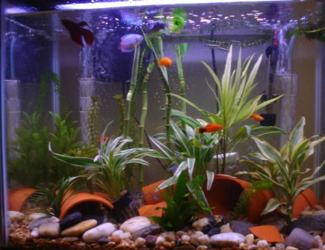 freshwater fish - xiphophorus maculatus - assorted platy stocking in 15 gallons tank - Good Group Shot! freshwater fish - xiphophorus maculatus - assorted platy stocking in 15 gallons tank - Good Group Shot!