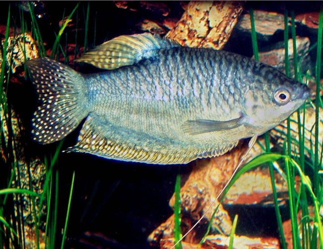 freshwater fish - trichogaster trichopterus - opaline gourami stocking in 72 gallons tank - Gourami freshwater fish - trichogaster trichopterus - opaline gourami stocking in 72 gallons tank - Gourami