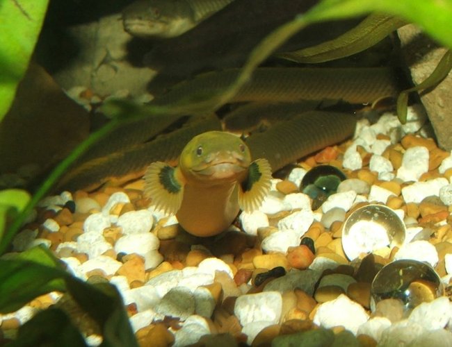 freshwater fish - erpetoichthys calabaricus - rope fish stocking in 90 gallons tank - Ropefish freshwater fish - erpetoichthys calabaricus - rope fish stocking in 90 gallons tank - Ropefish