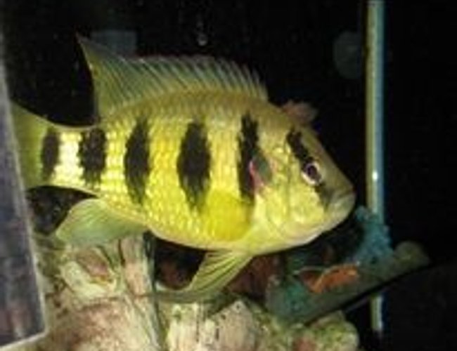 freshwater fish - astatotilapia latifasciata - zebra obliquidens stocking in 100 gallons tank - dave freshwater fish - astatotilapia latifasciata - zebra obliquidens stocking in 100 gallons tank - dave