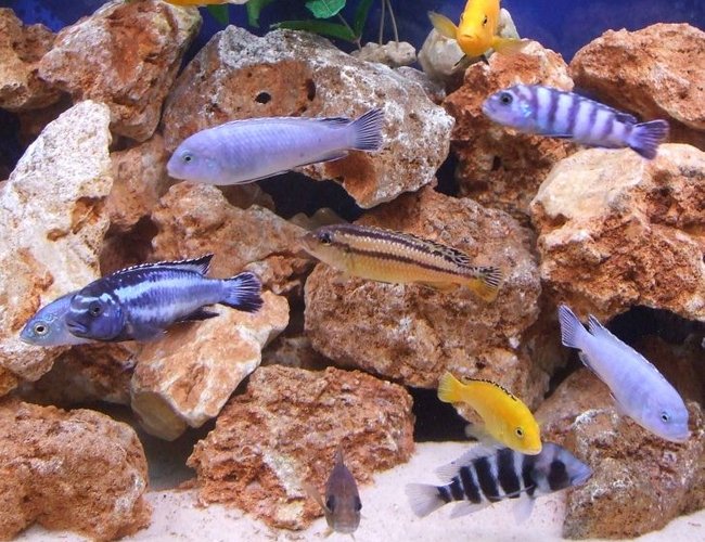 freshwater fish - melanochromis auratus - auratus cichlid stocking in 280 gallons tank - A mixture. freshwater fish - melanochromis auratus - auratus cichlid stocking in 280 gallons tank - A mixture.