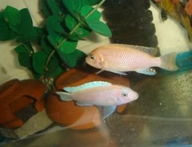 freshwater fish - maylandia estherae - cherry red cichlid stocking in 70 gallons tank - couple maylandia freshwater fish - maylandia estherae - cherry red cichlid stocking in 70 gallons tank - couple maylandia