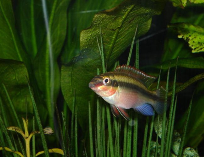 freshwater fish - pelvicachromis pulcher - kribensis cichlid stocking in 65 gallons tank - Male kribensis freshwater fish - pelvicachromis pulcher - kribensis cichlid stocking in 65 gallons tank - Male kribensis