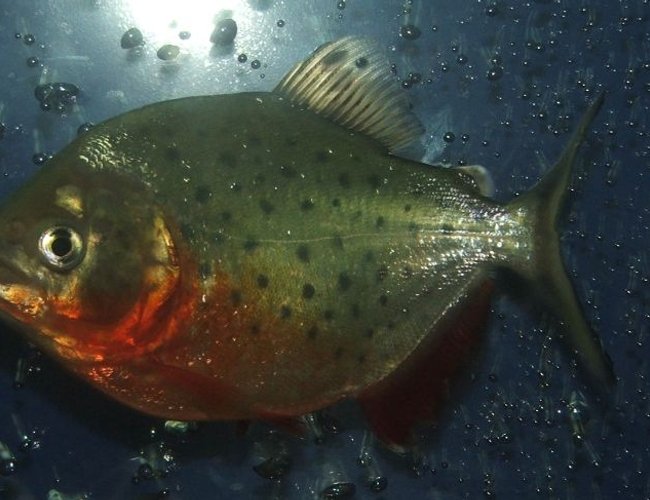 freshwater fish - pygocentrus nattereri - redbellied pirhana stocking in 90 gallons tank - Piranha 6 months old freshwater fish - pygocentrus nattereri - redbellied pirhana stocking in 90 gallons tank - Piranha 6 months old
