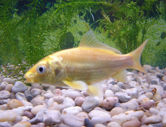 freshwater fish - cyprinus carpio - koi stocking in 65 gallons tank - My yamabuki ogon, I got it when it was only a baby at around 1.5 - 2 inches and now it's around 3 inches excluding the tail. Its forehead is starting to darken for some strange reason leaving me to suspect it might not a been pure bred. freshwater fish - cyprinus carpio - koi stocking in 65 gallons tank - My yamabuki ogon, I got it when it was only a baby at around 1.5 - 2 inches and now it's around 3 inches excluding the tail. Its forehead is starting to darken for some strange reason leaving me to suspect it might not a been pure bred.