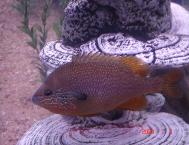 freshwater fish - lepomis macrochirus - bluegill - trouble freshwater fish - lepomis macrochirus - bluegill - trouble