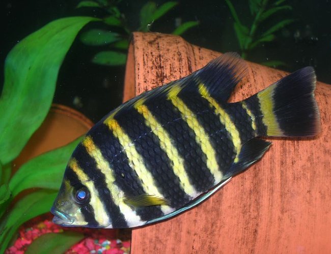 freshwater fish - tilapia buttikoferi - zebra tilapia stocking in 33 gallons tank - The Tilapia Buttikoferri i wish i haven't sold.... freshwater fish - tilapia buttikoferi - zebra tilapia stocking in 33 gallons tank - The Tilapia Buttikoferri i wish i haven't sold....