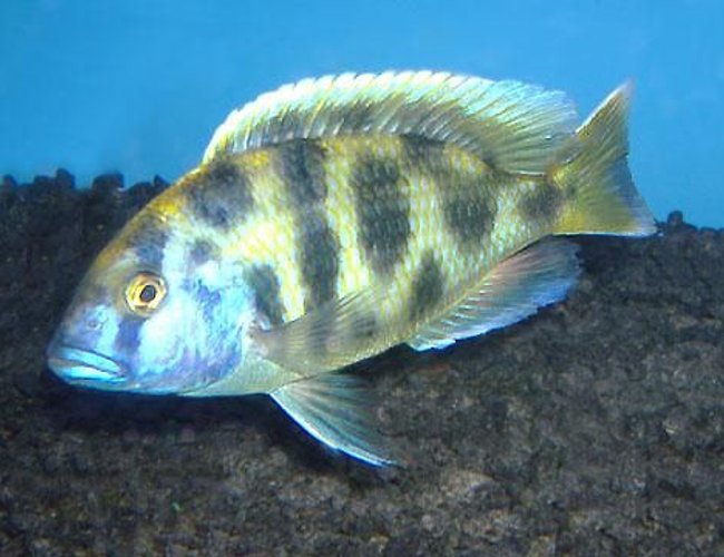 freshwater fish - nimbochromis venustus - venustus cichlid stocking in 75 gallons tank - Nimbochromis Venustus (Named him Hong Kong...Died in 2005 R.I.P.)
Was a very cool fish for me. Sorry about bad quality of the photo. freshwater fish - nimbochromis venustus - venustus cichlid stocking in 75 gallons tank - Nimbochromis Venustus (Named him Hong Kong...Died in 2005 R.I.P.)
Was a very cool fish for me. Sorry about bad quality of the photo.