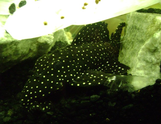 freshwater fish - leporacanthicus galaxias - galaxy pleco (l240) stocking in 120 gallons tank - Galaxy Pleco Amazing Spots 120gl freshwater fish - leporacanthicus galaxias - galaxy pleco (l240) stocking in 120 gallons tank - Galaxy Pleco Amazing Spots 120gl