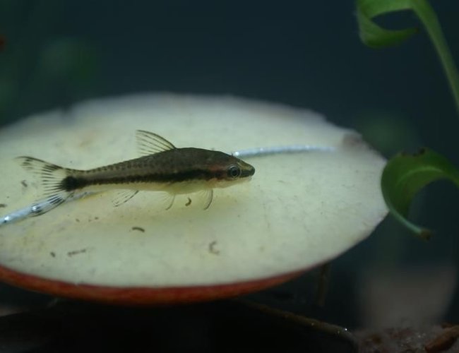 freshwater fish - otocinclus affinis - dwarf otocinclus stocking in 95 gallons tank - Otocinclus affinis freshwater fish - otocinclus affinis - dwarf otocinclus stocking in 95 gallons tank - Otocinclus affinis