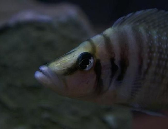 freshwater fish - altolamprologus calvus - white chaitika stocking in 95 gallons tank - Altolamprologus calvus 'white chaitika', male half of WC pair. freshwater fish - altolamprologus calvus - white chaitika stocking in 95 gallons tank - Altolamprologus calvus 'white chaitika', male half of WC pair.