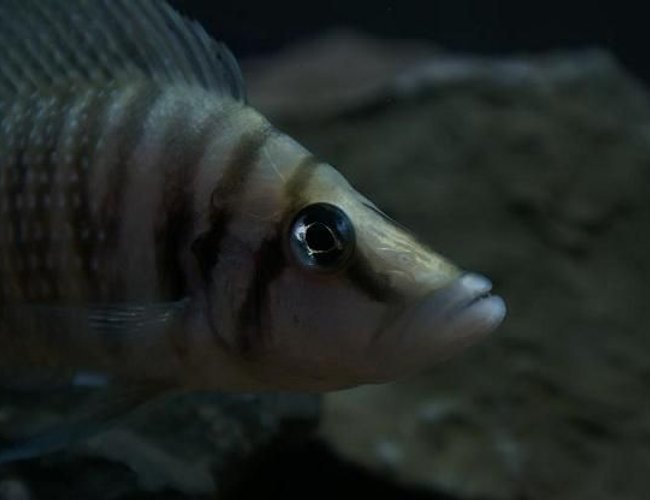 freshwater fish - altolamprologus calvus - white chaitika stocking in 95 gallons tank - Altolamprologus calvus 'white chaitika', male half of WC pair. freshwater fish - altolamprologus calvus - white chaitika stocking in 95 gallons tank - Altolamprologus calvus 'white chaitika', male half of WC pair.