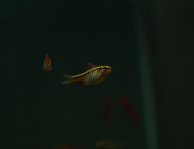 freshwater fish - puntius titteya - albino cherry barb stocking in 95 gallons tank - Puntius titteya female freshwater fish - puntius titteya - albino cherry barb stocking in 95 gallons tank - Puntius titteya female