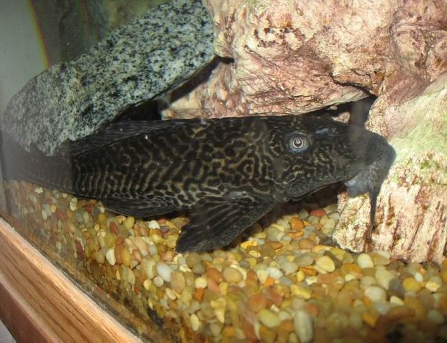 freshwater fish - glyptoperichthys gibbiceps - sailfin pleco (l-83) stocking in 100 gallons tank - this is monster my biggest pleco freshwater fish - glyptoperichthys gibbiceps - sailfin pleco (l-83) stocking in 100 gallons tank - this is monster my biggest pleco