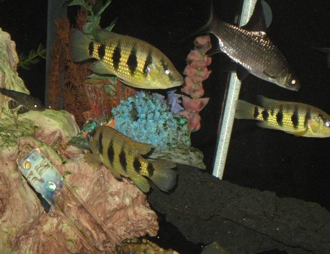 freshwater fish - astatotilapia latifasciata - zebra obliquidens stocking in 100 gallons tank - some of the fish in this tank hope you like freshwater fish - astatotilapia latifasciata - zebra obliquidens stocking in 100 gallons tank - some of the fish in this tank hope you like