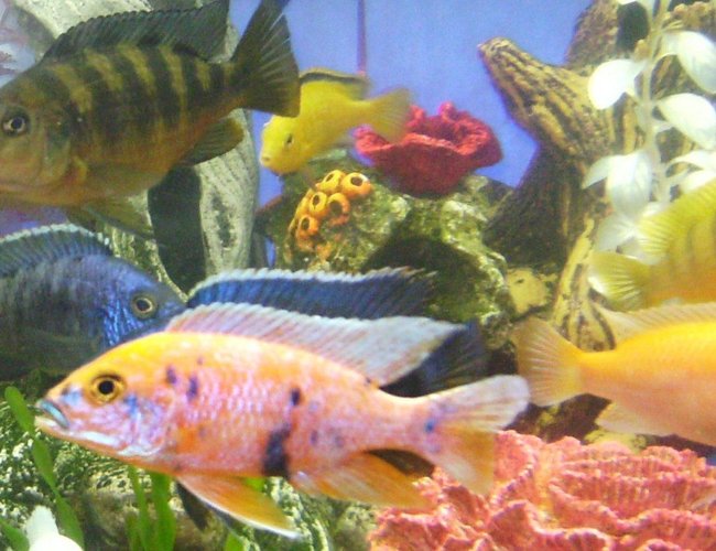freshwater fish - labeotropheus fuelleborni - fuelleborni cichlid stocking in 90 gallons tank - A few Africans freshwater fish - labeotropheus fuelleborni - fuelleborni cichlid stocking in 90 gallons tank - A few Africans