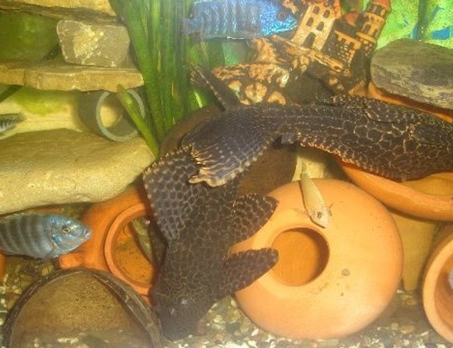 freshwater fish - pseudoacanthicus spinosus - chocolate chip spiny pleco (l-160) stocking in 70 gallons tank - pleco freshwater fish - pseudoacanthicus spinosus - chocolate chip spiny pleco (l-160) stocking in 70 gallons tank - pleco