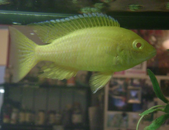 freshwater fish - aulonocara sp. - albino peacock cichlid stocking in 120 gallons tank - Albino Sunshine Peacock freshwater fish - aulonocara sp. - albino peacock cichlid stocking in 120 gallons tank - Albino Sunshine Peacock