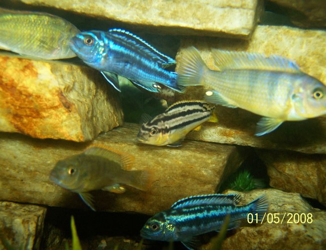 freshwater fish - melanochromis auratus - auratus cichlid stocking in 125 gallons tank - It's a feeding frenzy! freshwater fish - melanochromis auratus - auratus cichlid stocking in 125 gallons tank - It's a feeding frenzy!