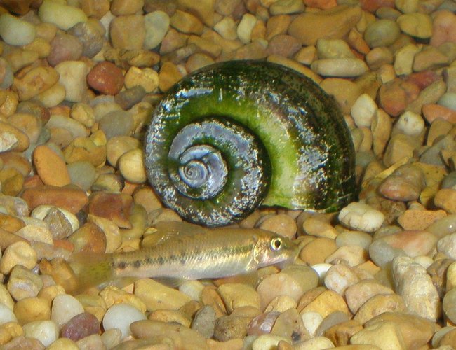 freshwater fish - gyrinocheilos aymonieri - chinese algae eater stocking in 29 gallons tank - ALGAE EATER + DEAD SNAIL freshwater fish - gyrinocheilos aymonieri - chinese algae eater stocking in 29 gallons tank - ALGAE EATER + DEAD SNAIL