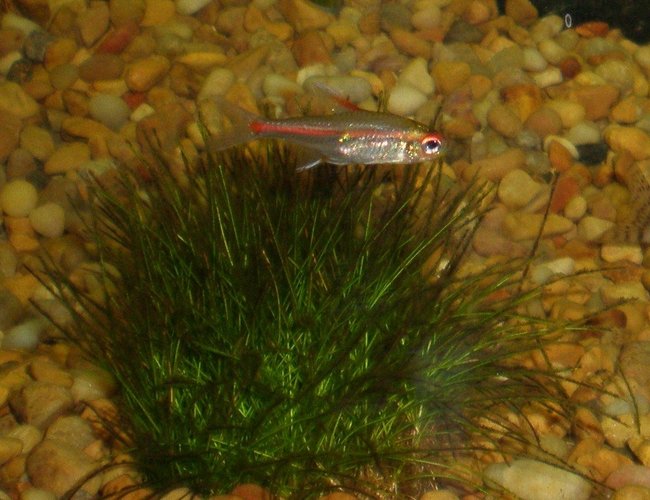 freshwater fish - hemigrammus erythrozonus - glowlight tetra stocking in 29 gallons tank - GLO LIGHT TETRA freshwater fish - hemigrammus erythrozonus - glowlight tetra stocking in 29 gallons tank - GLO LIGHT TETRA