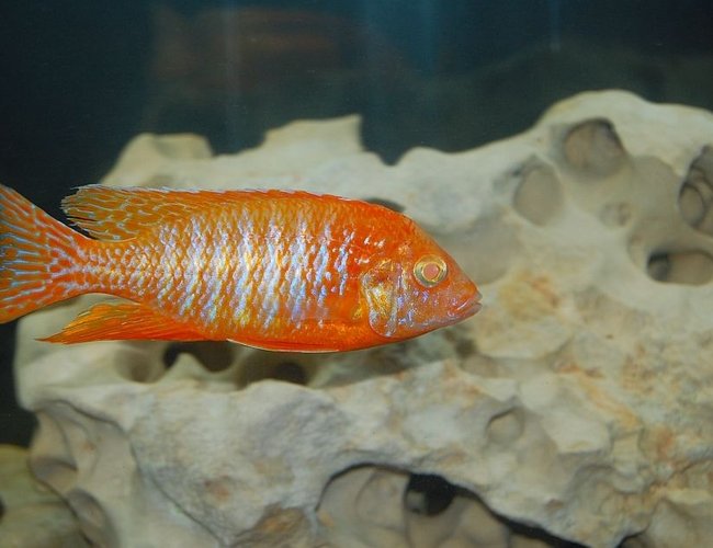 freshwater fish - aulonocara sp. - strawberry peacock cichlid stocking in 55 gallons tank - my strawberry albino peacock freshwater fish - aulonocara sp. - strawberry peacock cichlid stocking in 55 gallons tank - my strawberry albino peacock