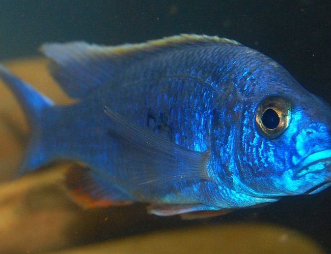 freshwater fish - sciaenochromis fryeri - electric blue hap stocking in 55 gallons tank - my electric blue hap freshwater fish - sciaenochromis fryeri - electric blue hap stocking in 55 gallons tank - my electric blue hap