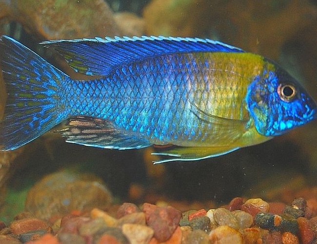 freshwater fish - aulonocara stuartgranti - peacock cichlid stocking in 55 gallons tank - peacock freshwater fish - aulonocara stuartgranti - peacock cichlid stocking in 55 gallons tank - peacock