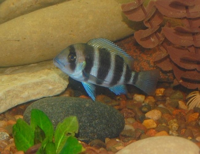 freshwater fish - cyphotilapia frontosa - frontosa cichlid stocking in 55 gallons tank - baby frontosa freshwater fish - cyphotilapia frontosa - frontosa cichlid stocking in 55 gallons tank - baby frontosa