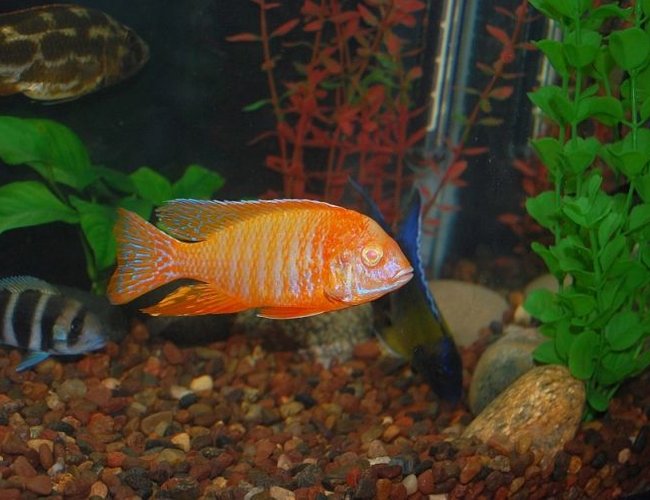 freshwater fish - aulonocara sp. - strawberry peacock cichlid stocking in 55 gallons tank - strawberry albino peacock freshwater fish - aulonocara sp. - strawberry peacock cichlid stocking in 55 gallons tank - strawberry albino peacock