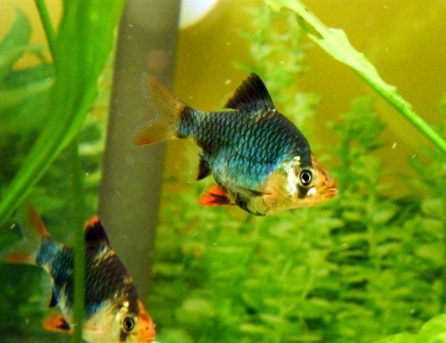 freshwater fish - puntius tetrazona - green tiger barb stocking in 32 gallons tank - Green Tiger Barb freshwater fish - puntius tetrazona - green tiger barb stocking in 32 gallons tank - Green Tiger Barb