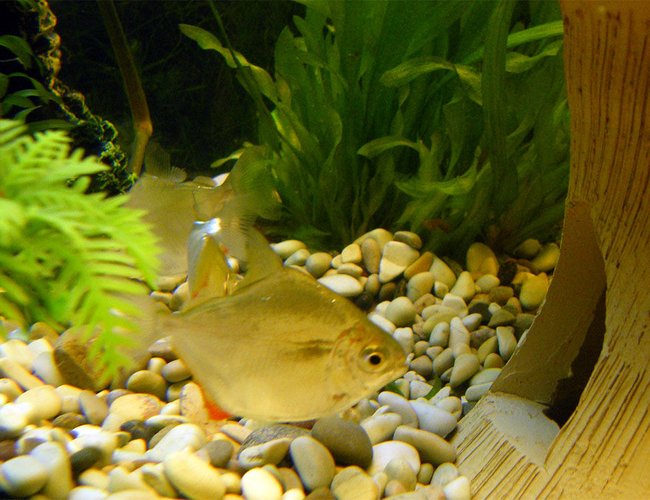 freshwater fish - metynnis argenteus - silver dollar stocking in 32 gallons tank - Silver Dollar freshwater fish - metynnis argenteus - silver dollar stocking in 32 gallons tank - Silver Dollar