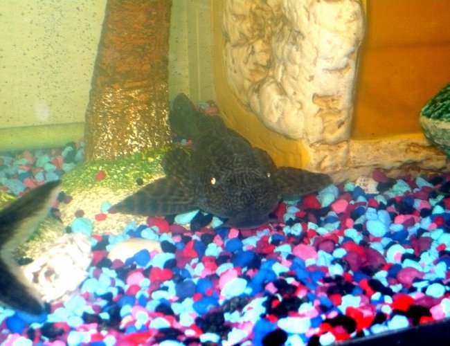 freshwater fish - glyptoperichthys gibbiceps - sailfin pleco (l-83) stocking in 55 gallons tank - my pleco. trying to get a better pic when i do will post it. but he is very camera shy. i just need to walk into the room with the camera and he hides. freshwater fish - glyptoperichthys gibbiceps - sailfin pleco (l-83) stocking in 55 gallons tank - my pleco. trying to get a better pic when i do will post it. but he is very camera shy. i just need to walk into the room with the camera and he hides.