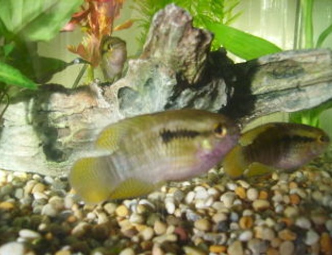 freshwater fish - apistogramma njessini - panda dwarf cichlid stocking in 15 gallons tank - dwarf flag cichlids freshwater fish - apistogramma njessini - panda dwarf cichlid stocking in 15 gallons tank - dwarf flag cichlids