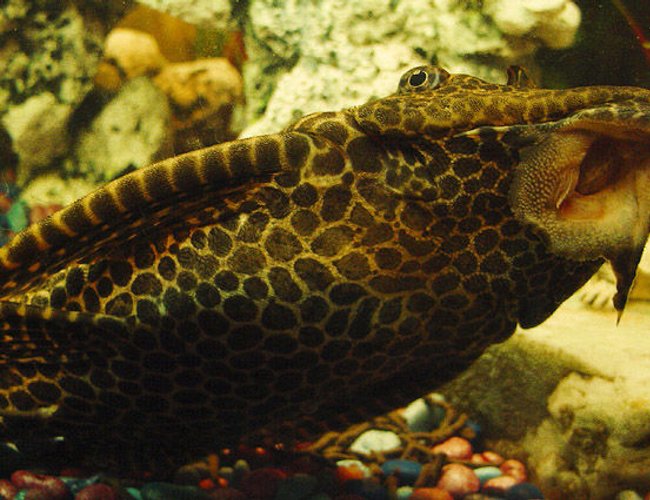 freshwater fish - glyptoperichthys gibbiceps - sailfin pleco (l-83) stocking in 50 gallons tank - Sailfin Pleco, 4 years old, 15 inches in length freshwater fish - glyptoperichthys gibbiceps - sailfin pleco (l-83) stocking in 50 gallons tank - Sailfin Pleco, 4 years old, 15 inches in length