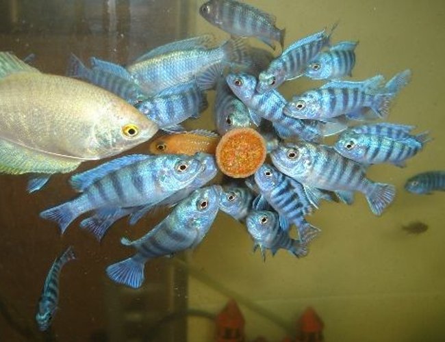 freshwater fish - trichogaster trichopterus - blue gourami stocking in 70 gallons tank - cichlid malawi gurami freshwater fish - trichogaster trichopterus - blue gourami stocking in 70 gallons tank - cichlid malawi gurami